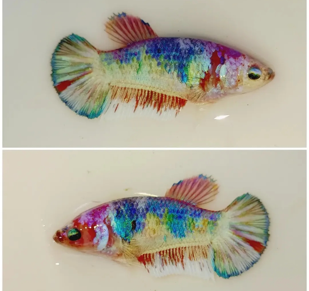 Female Blue Candy