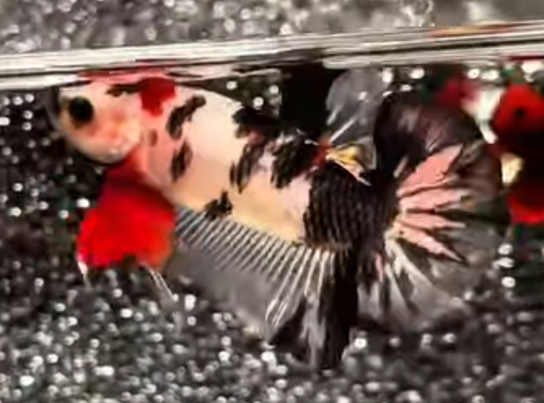 Unique Black Koi