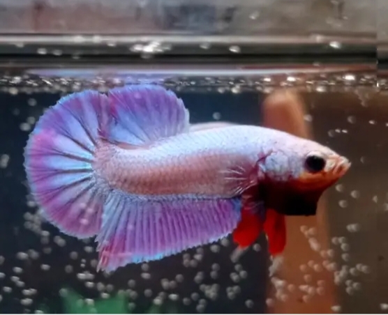 Purple Hologram
