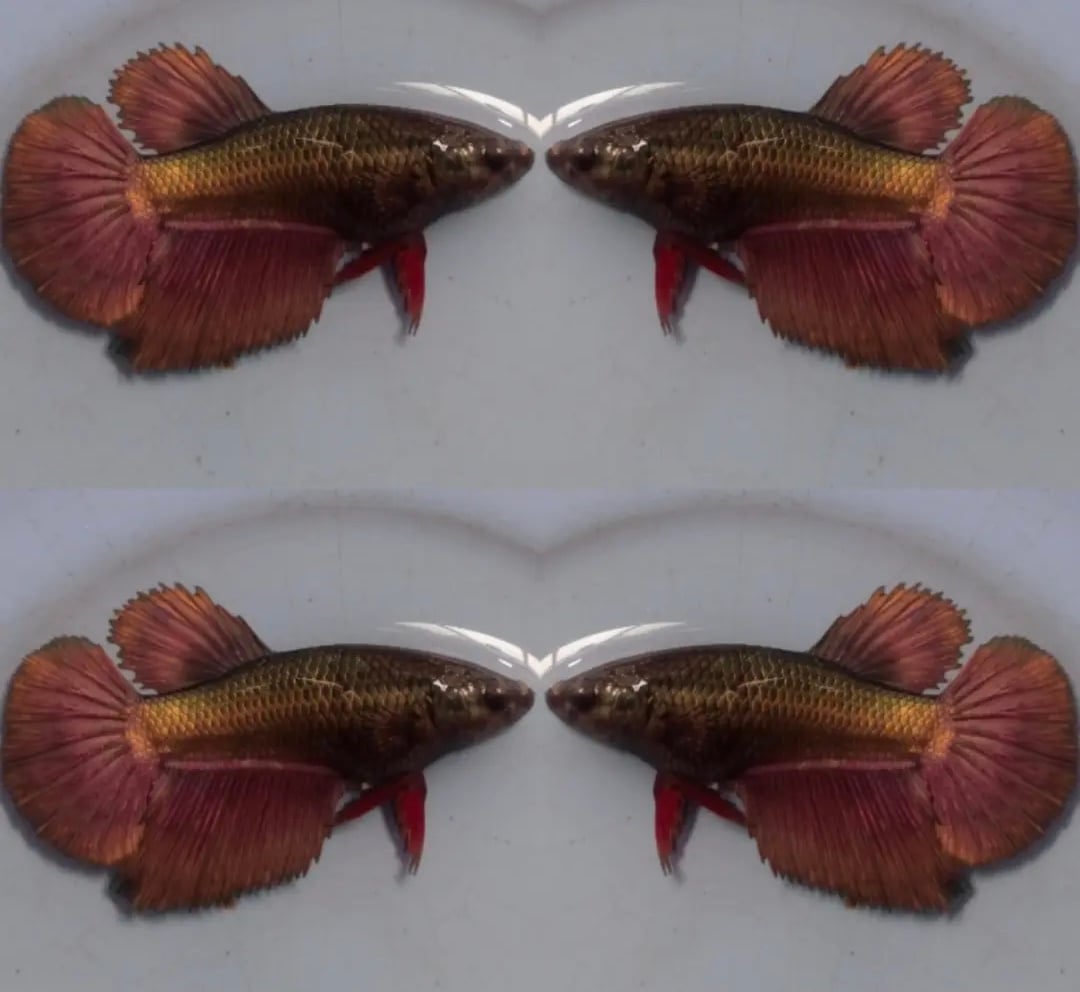 Female Dark Copper