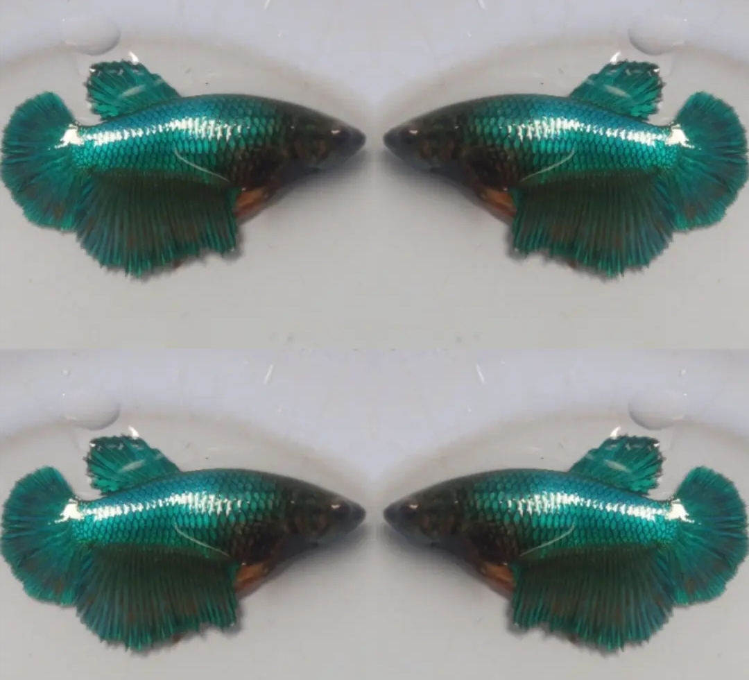 Female Green Turquoise