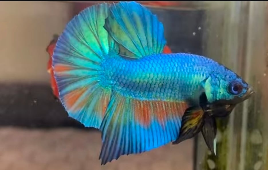 Blue Alien