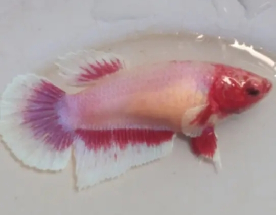 Female Sweet Red Head