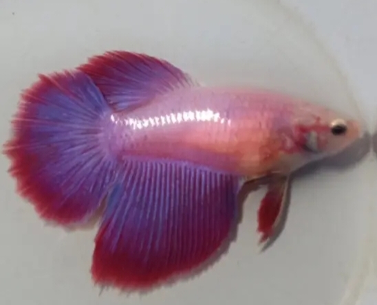 Female Sweet Combi