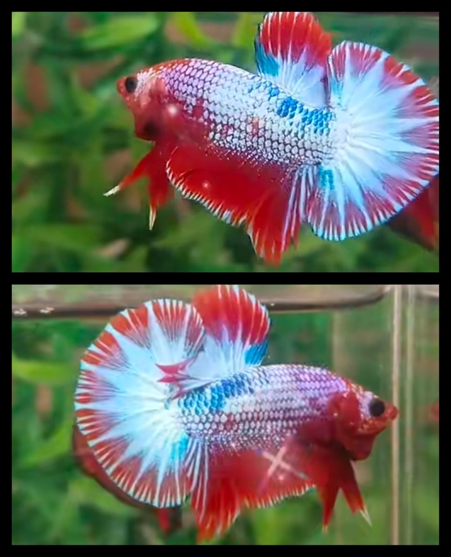 Clasic Red Fancy