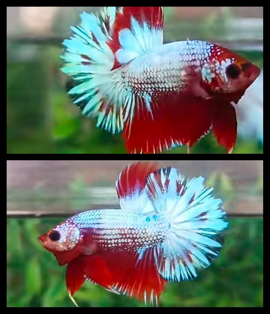 Red Fancy Luxury