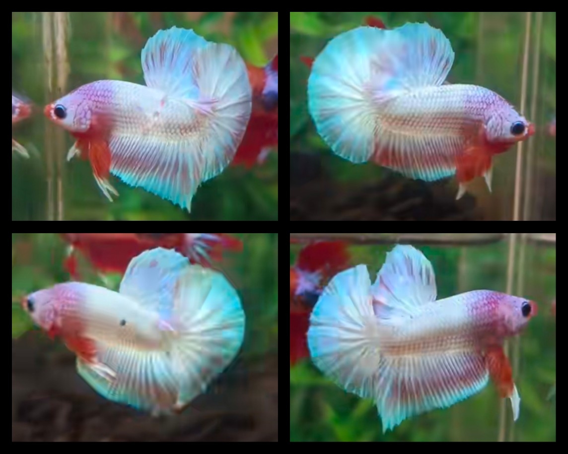 Sweet Pink Fancy