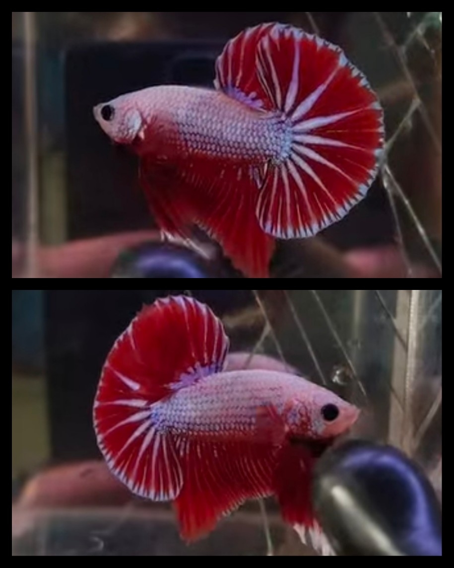 Sweet Red Fancy