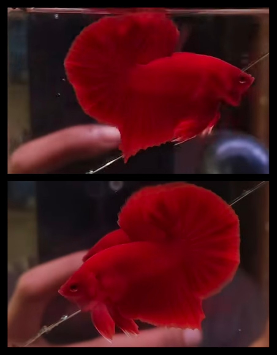 Super Red