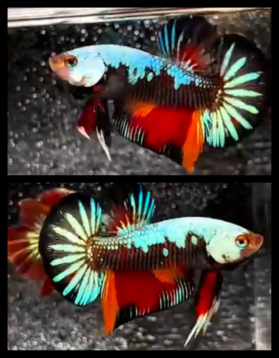 Red Samurai Nemo