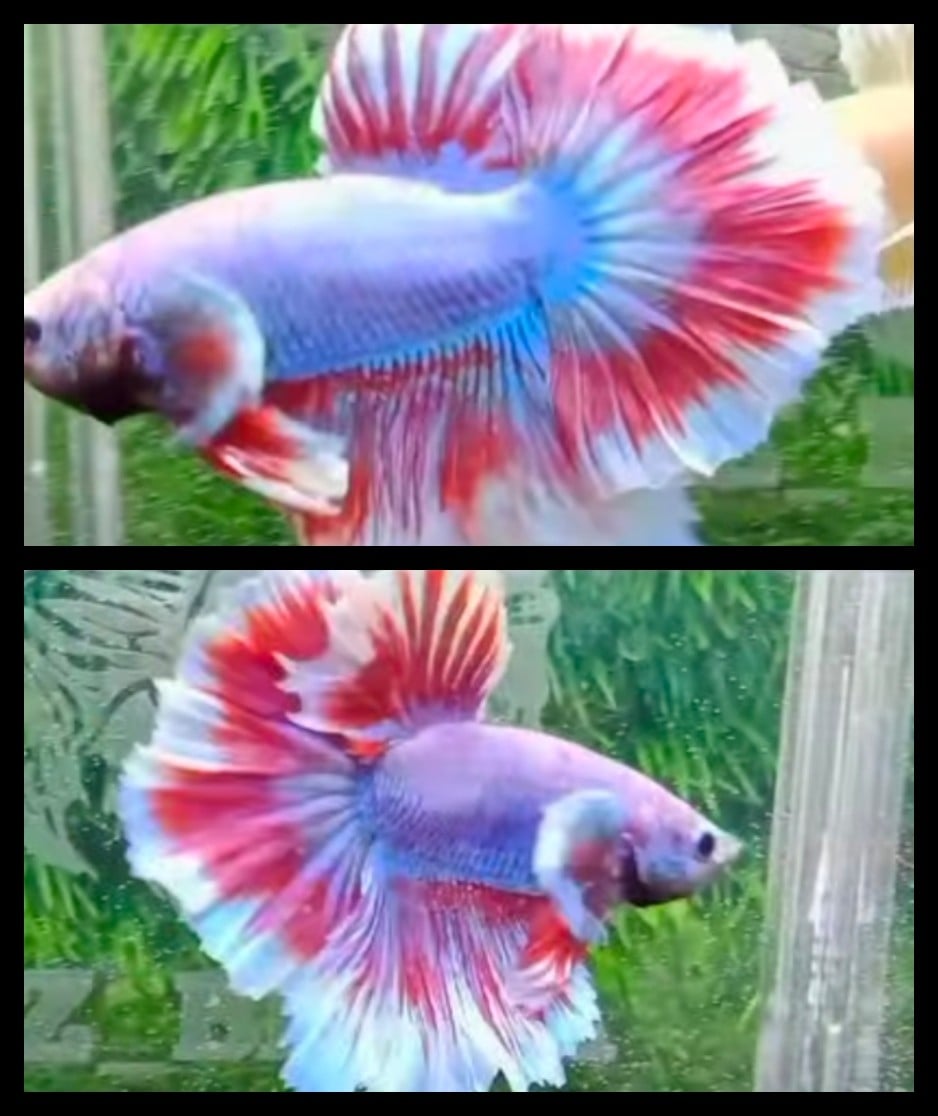 Red Blue Rosetail
