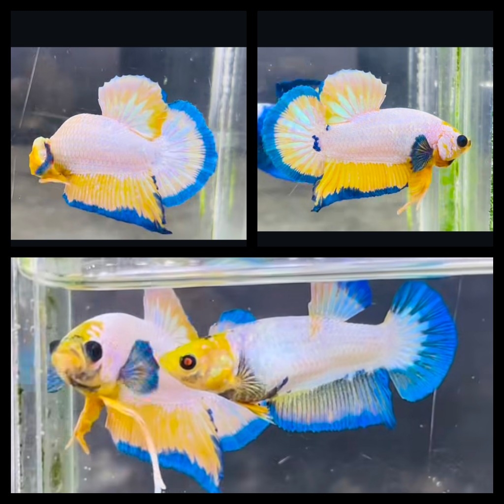 Pair White Scale Yellow