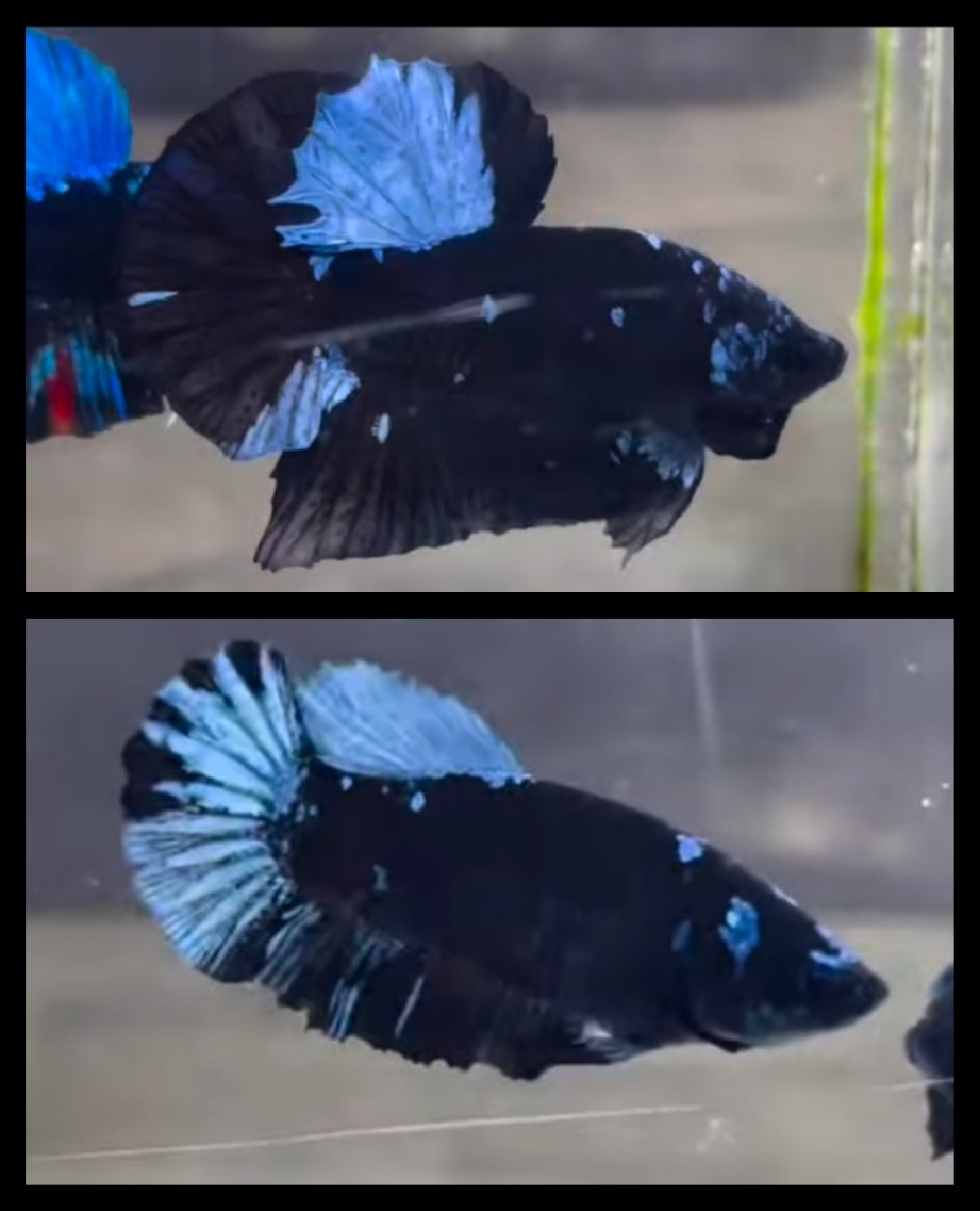 Pair Black Blue Light