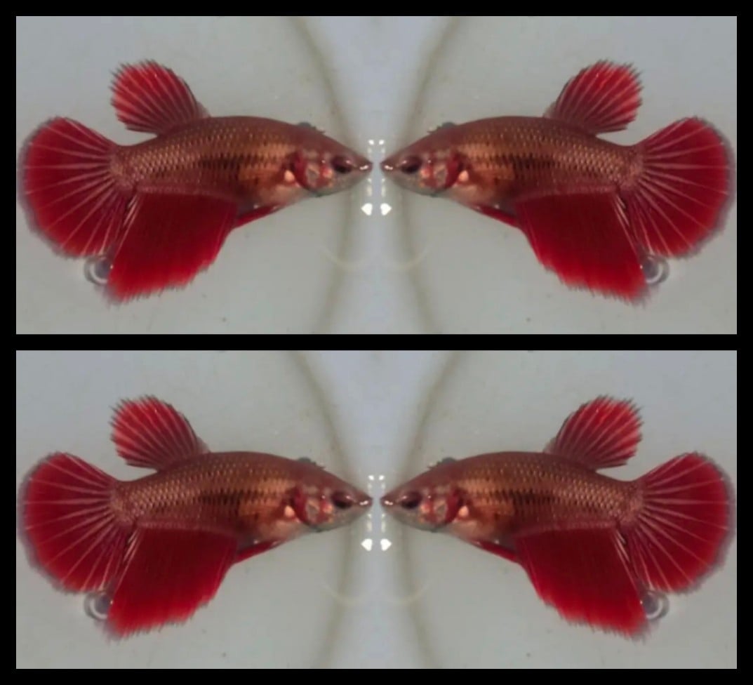 Female Red Copper