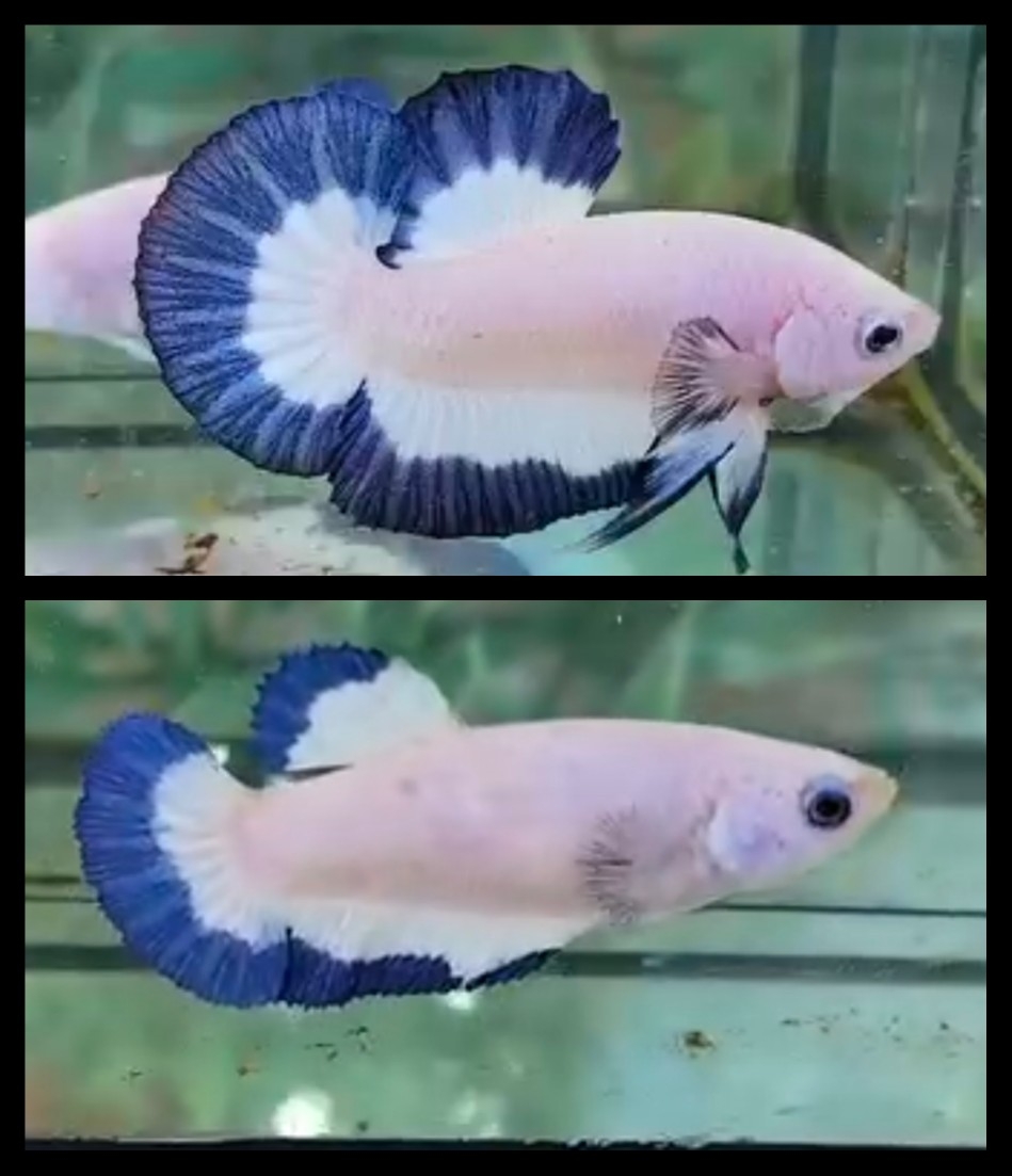 Pair Blue Rim