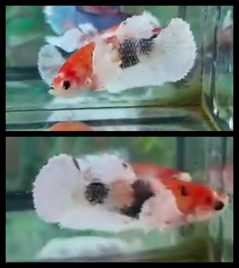 Female Nemo Copper White Ear