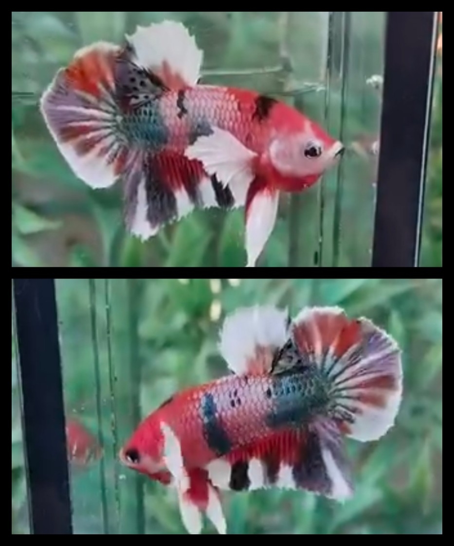 Nemo Copper White Ear