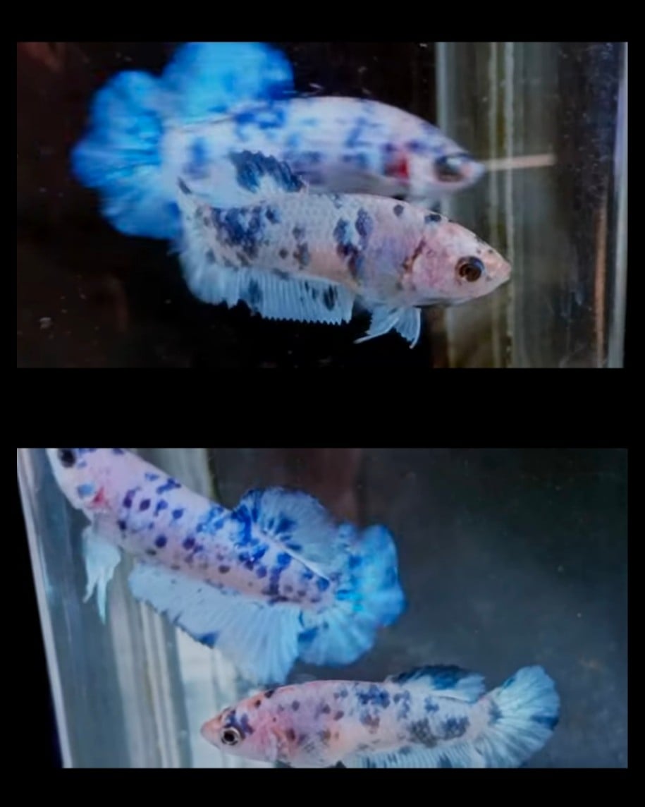 Pair Blue Marble 3