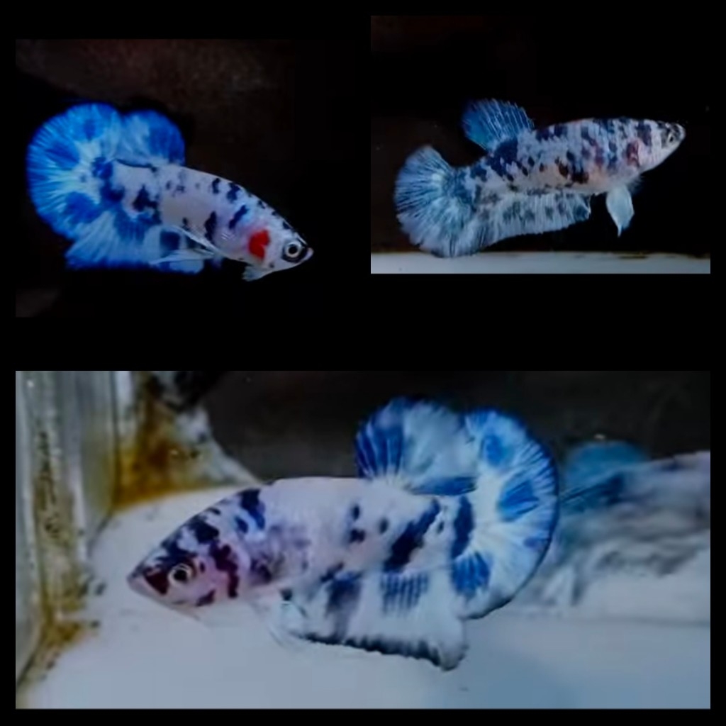 Pair Blue Marble 1