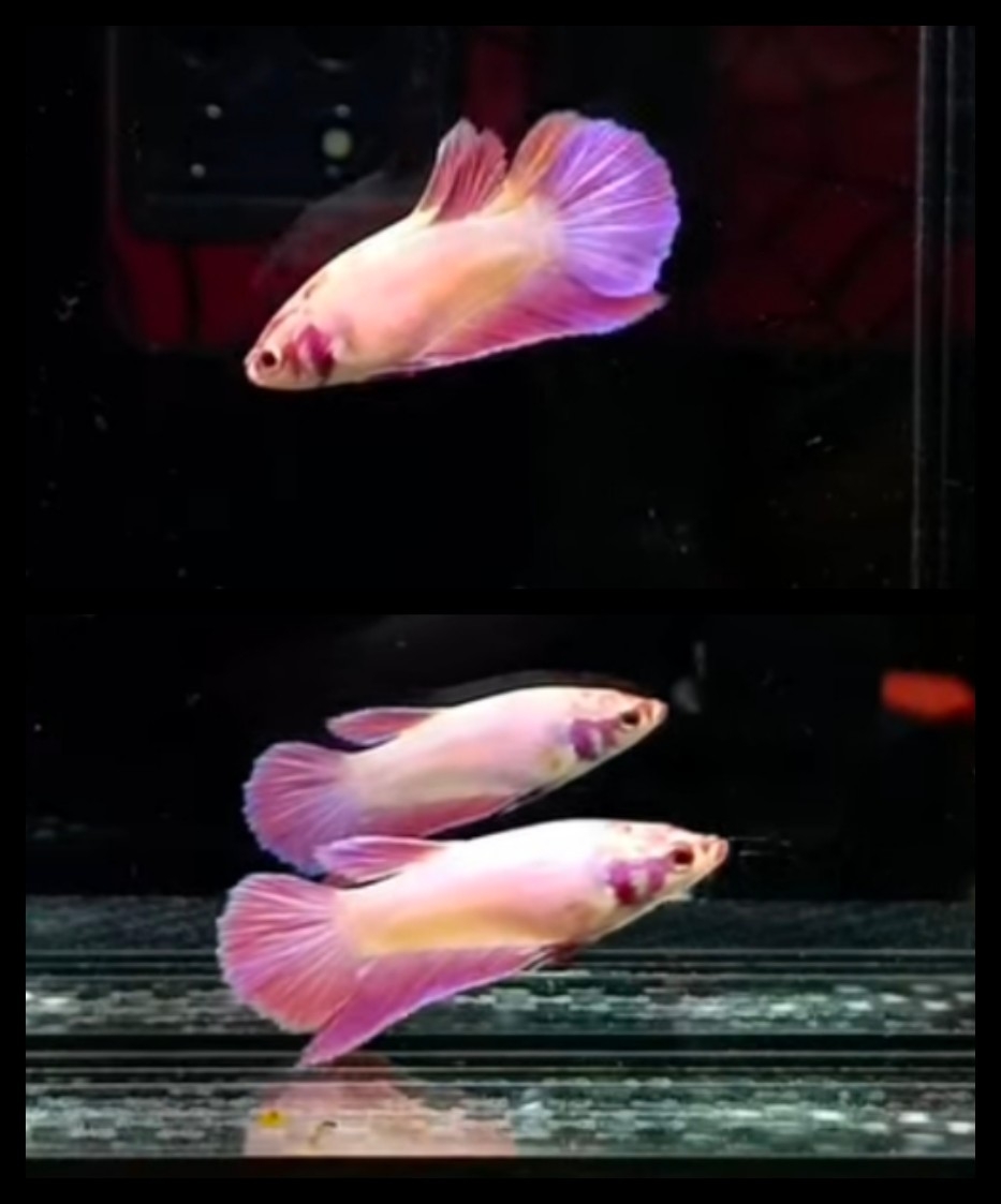 Female Aurora
