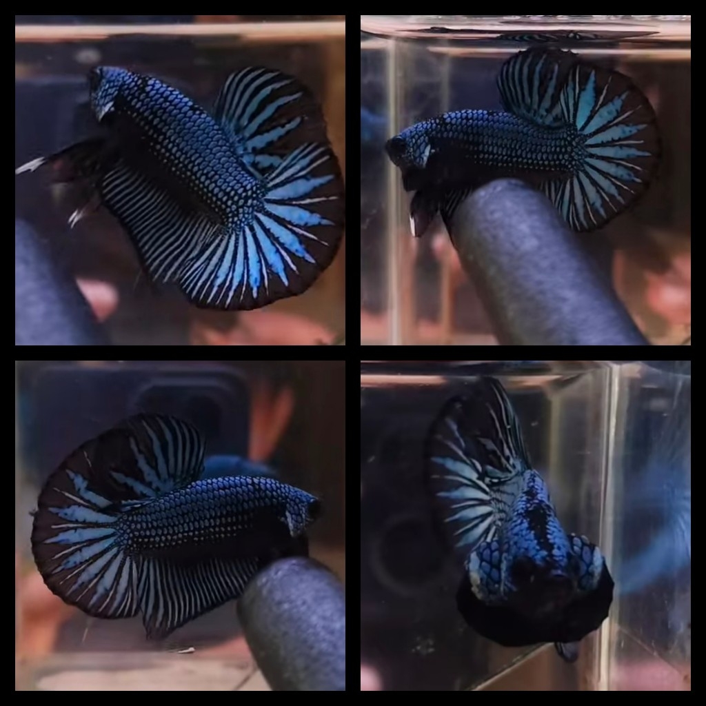 Blue Dragon 1