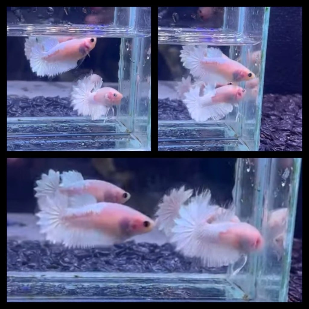 Pair White Casper