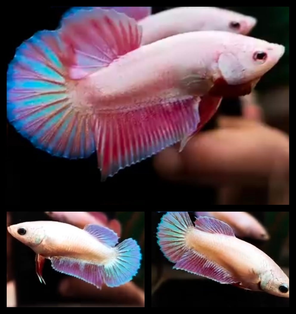 Pair Pink Aurora