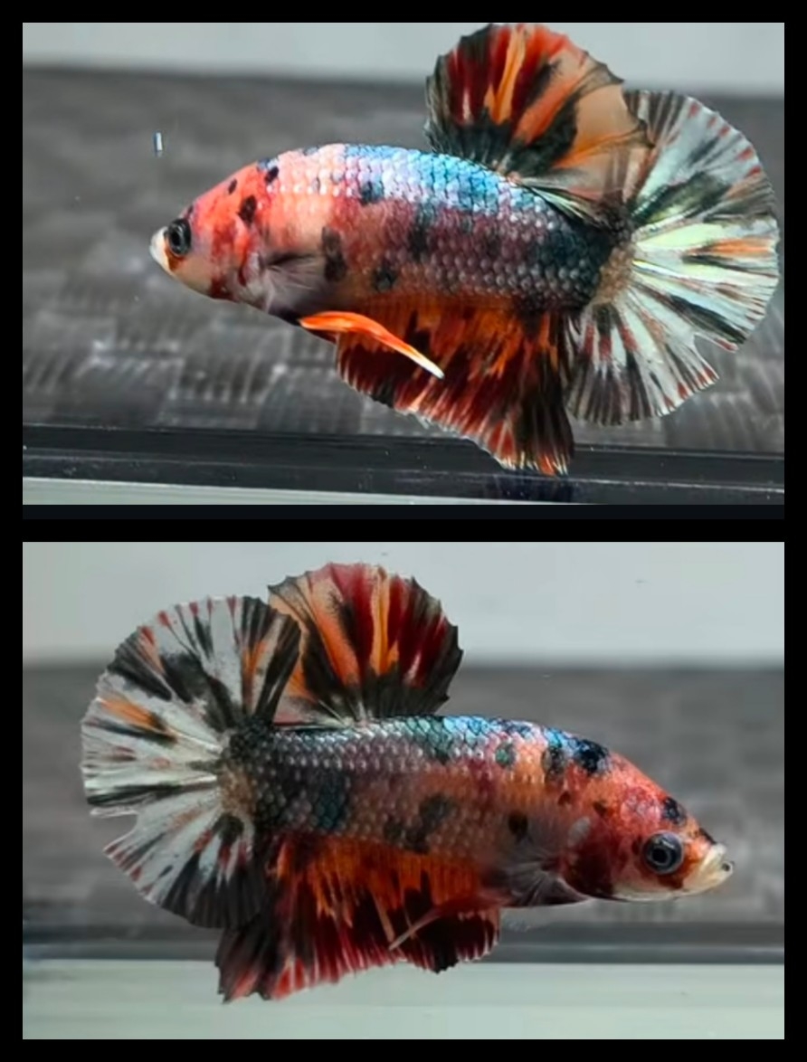 Candy Copper