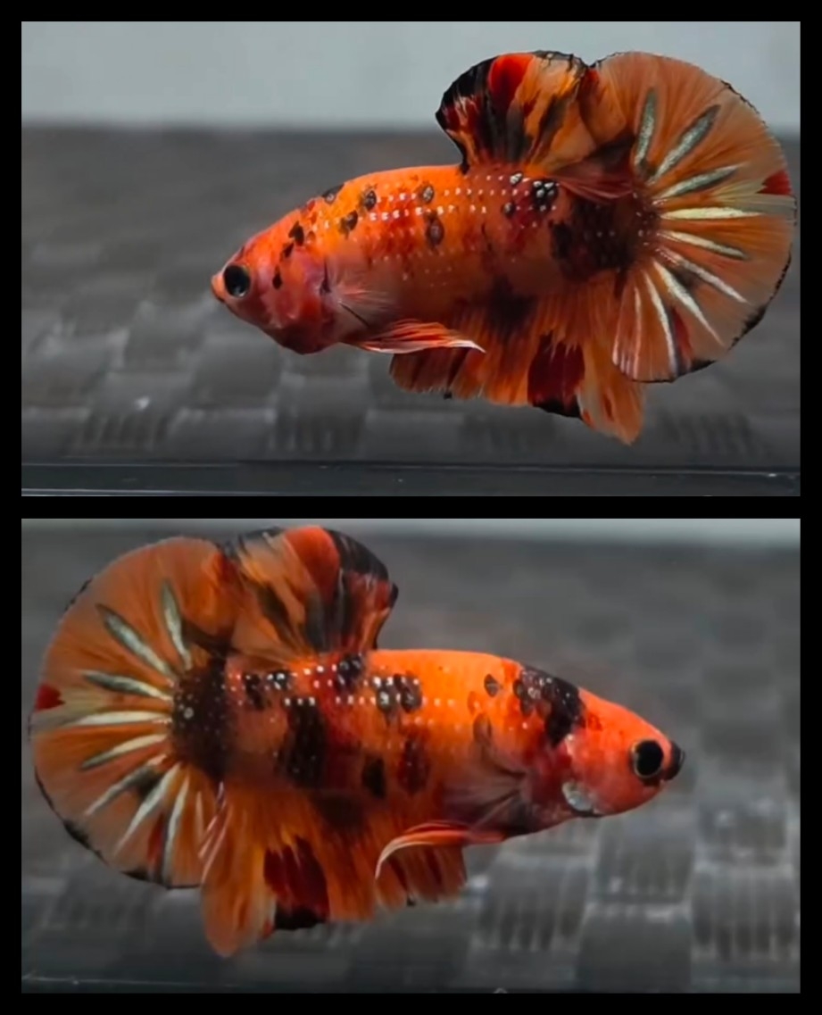 Sweet Nemo Metallic