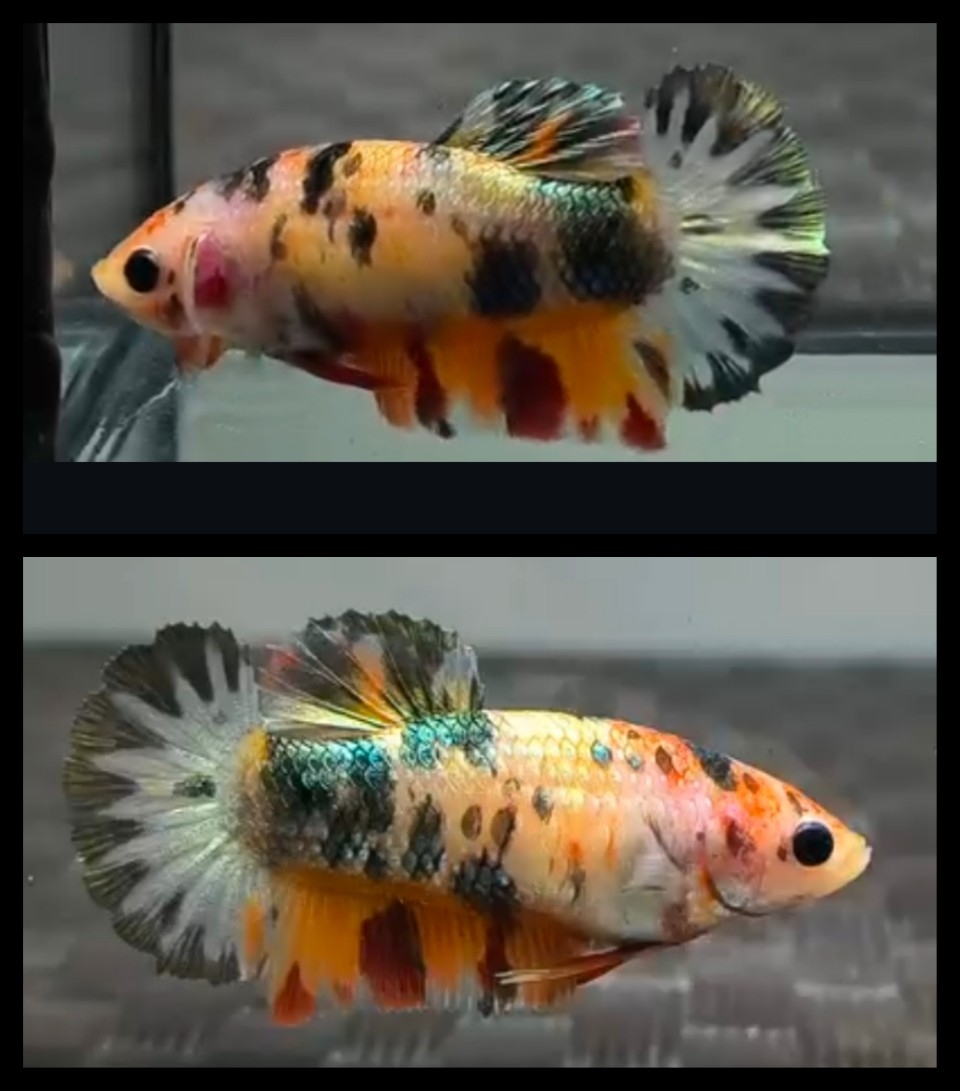 Female Candy Copper Star