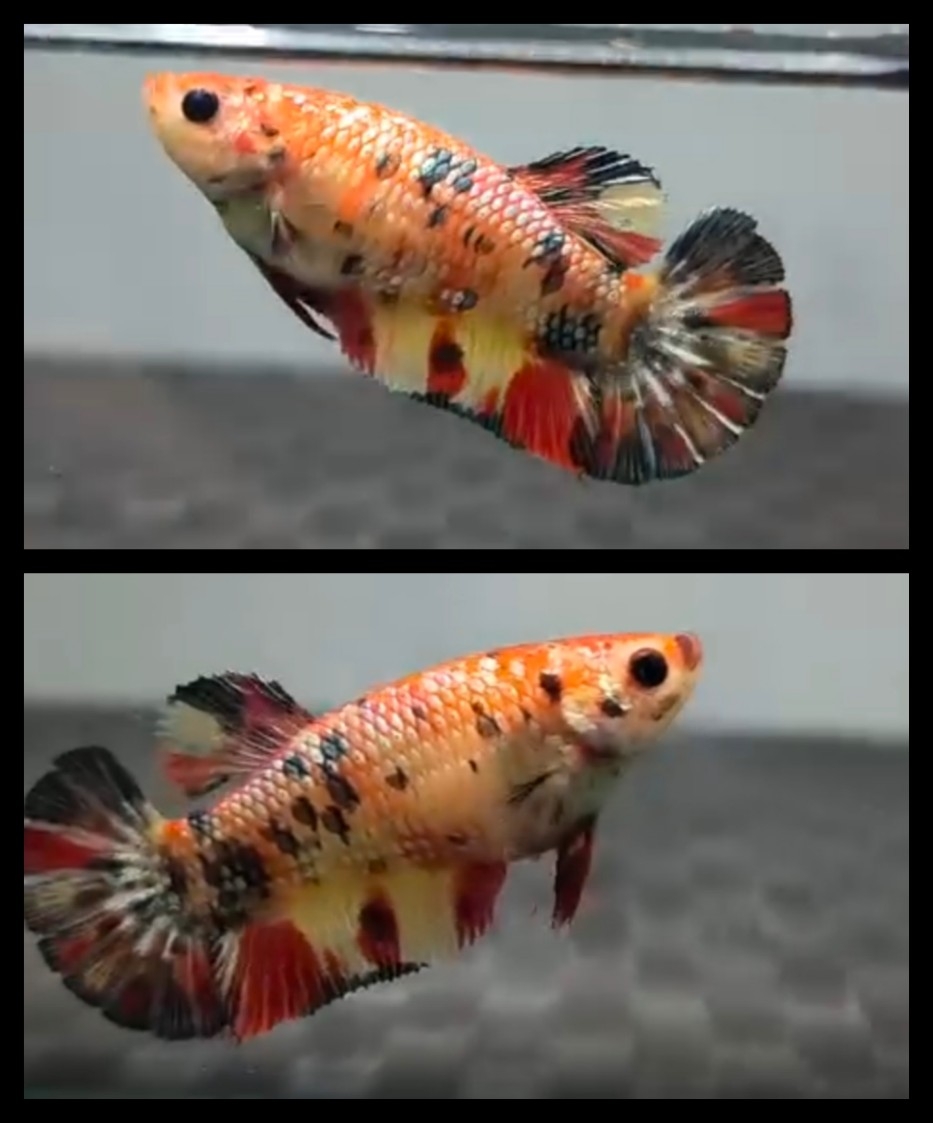 Female Nemo Candy Copper