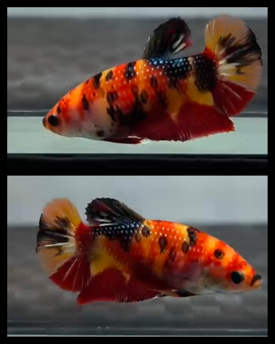 Female Nemo Metallic