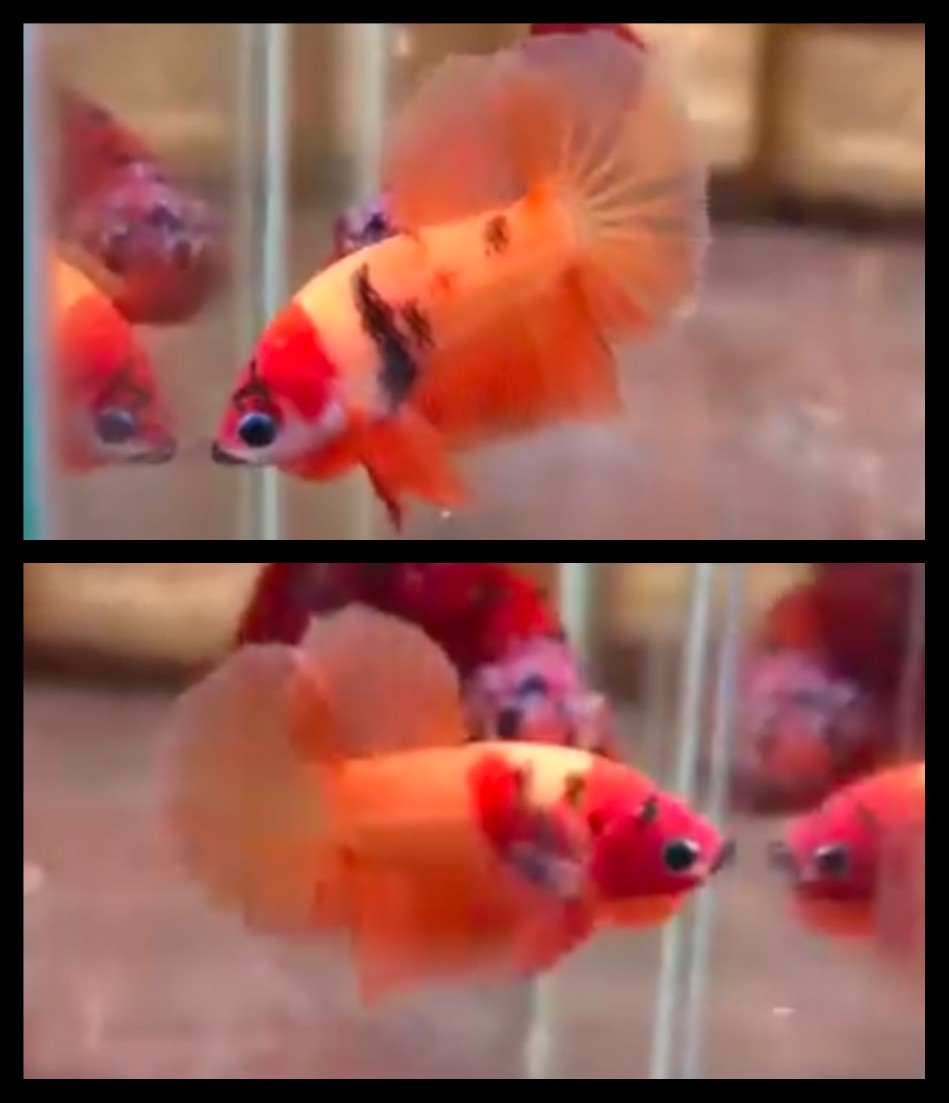 Sweet Nemo Classic