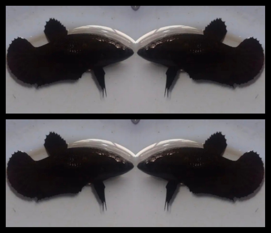 Female Black