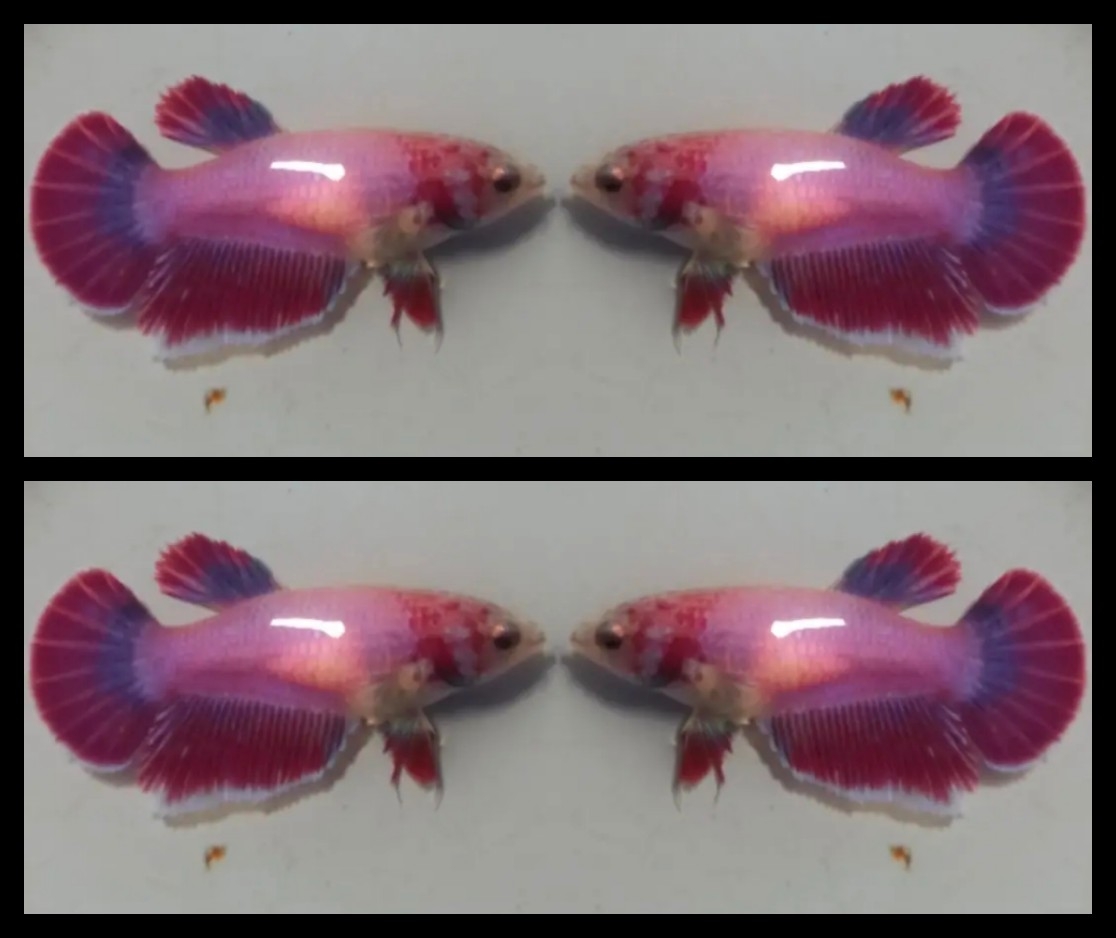 Female Red Purple