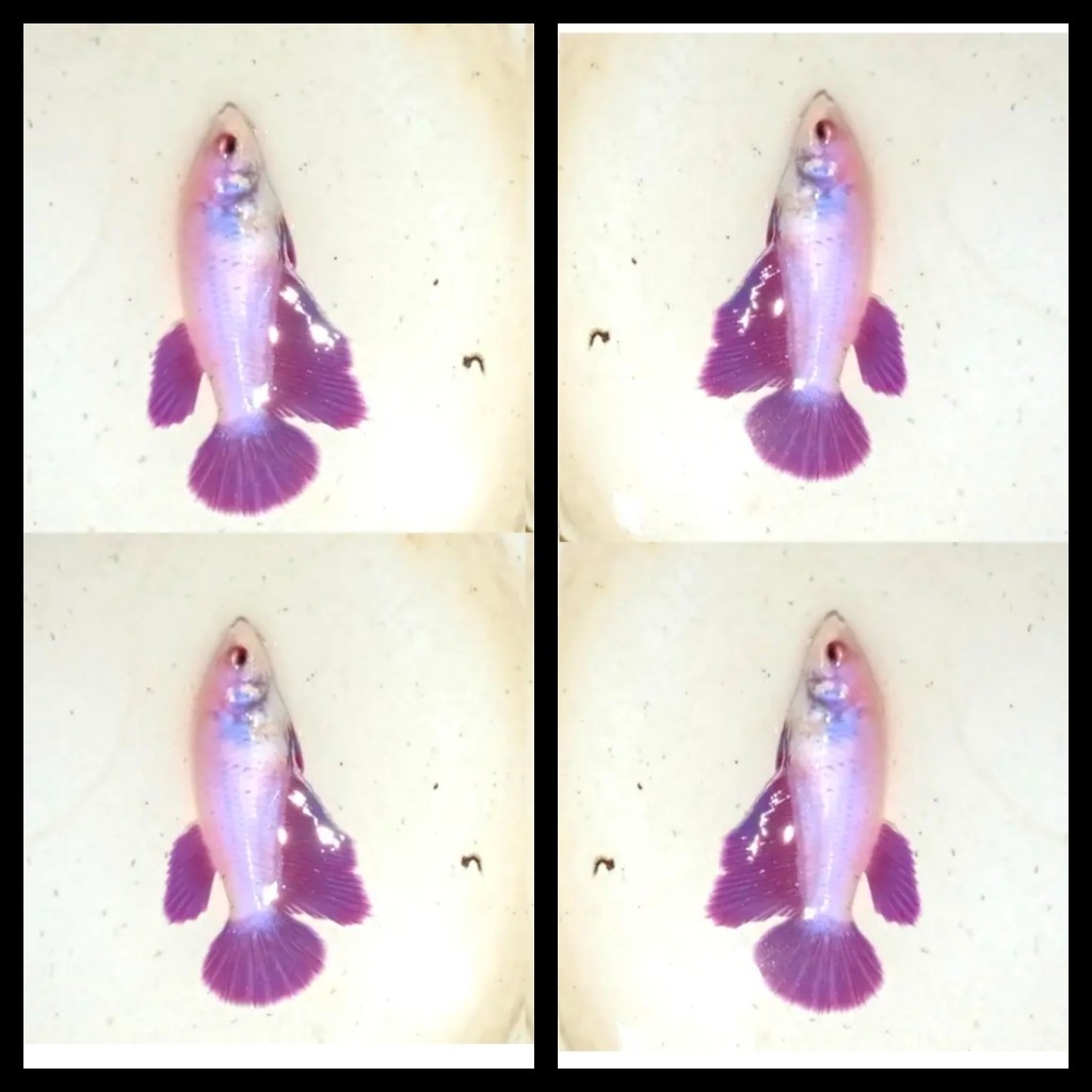 Female Purple