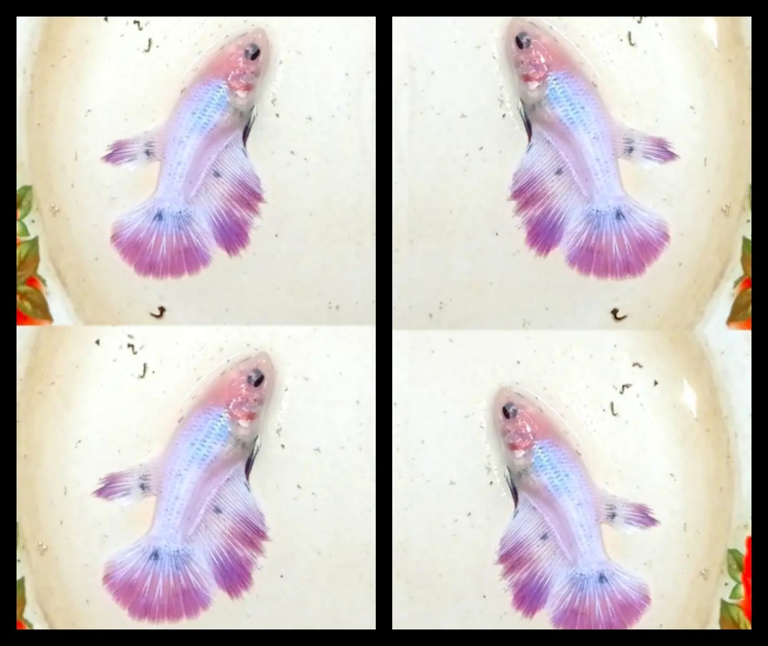 Female Pink Marble