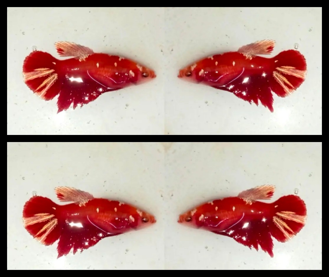 Female Red Gold