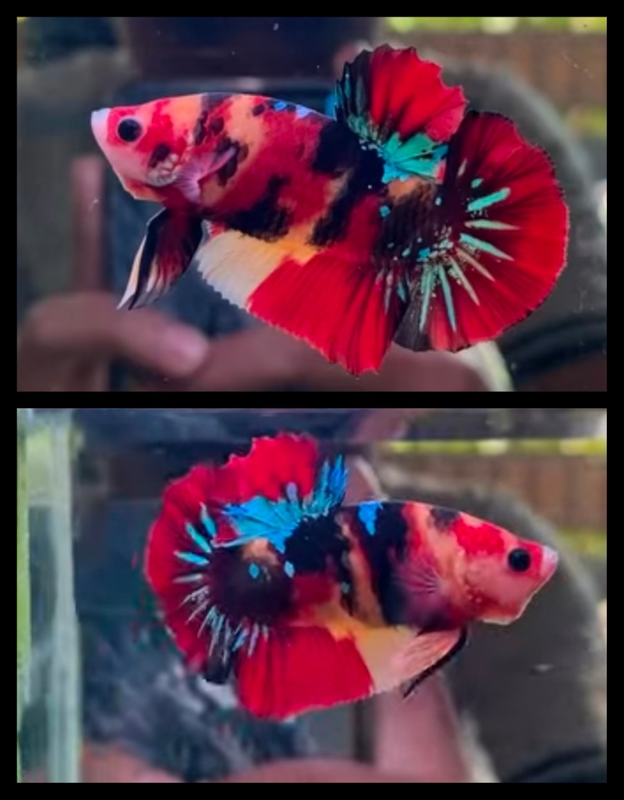 Tiger Nemo