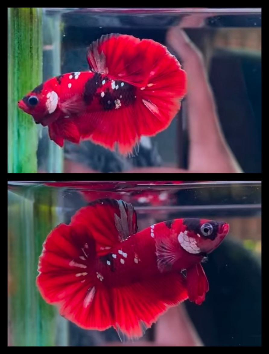 Red Koi Copper