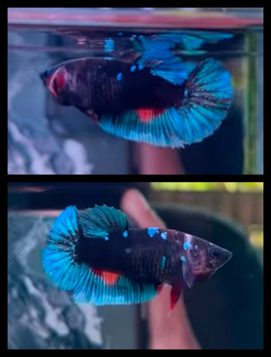 Female Blue Black