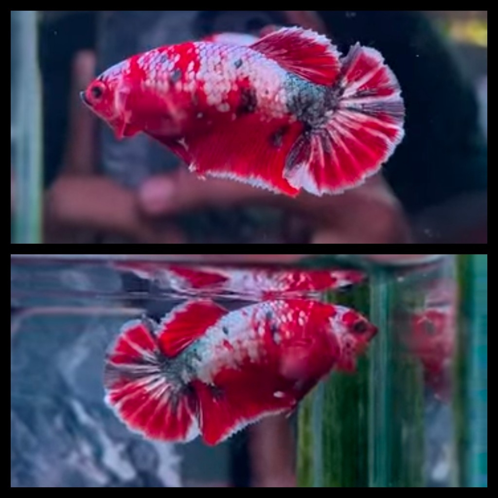 Female Red Copper