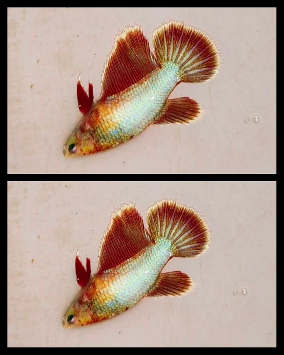 Female Red Fancy