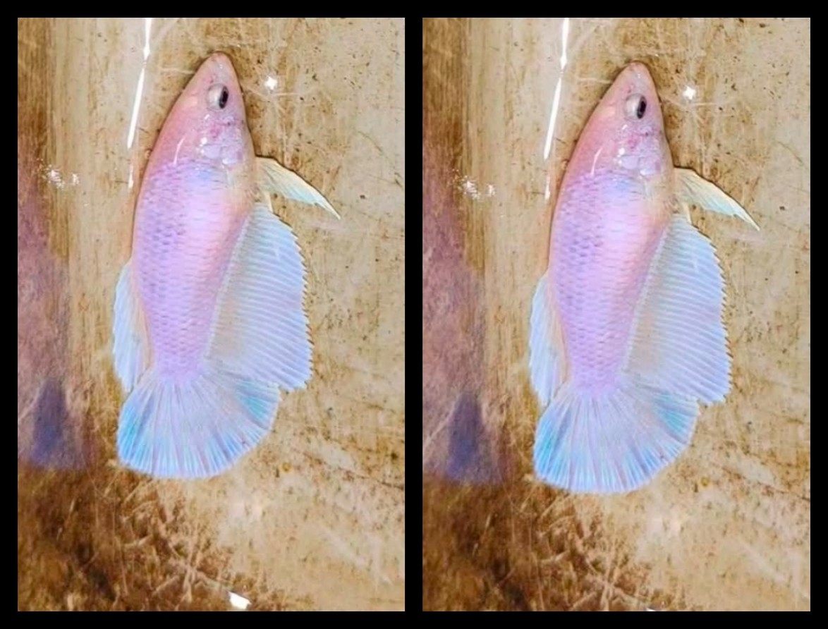 Female Ice Blue Yellow