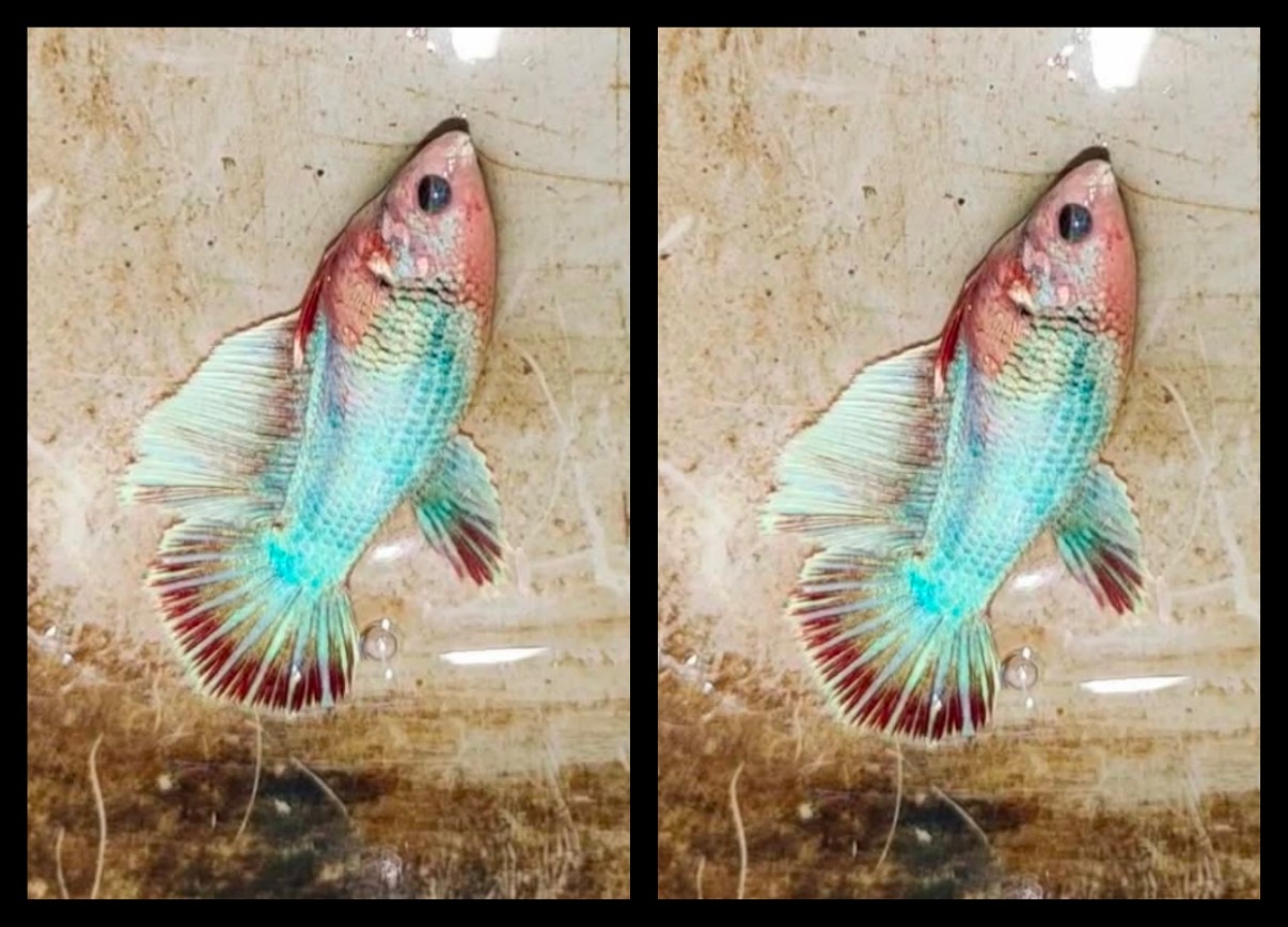 Female Red Pastel