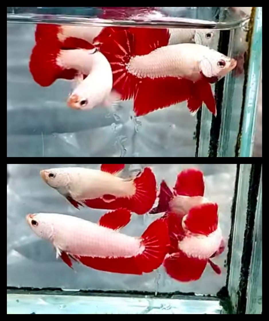 Pair Red Dragon