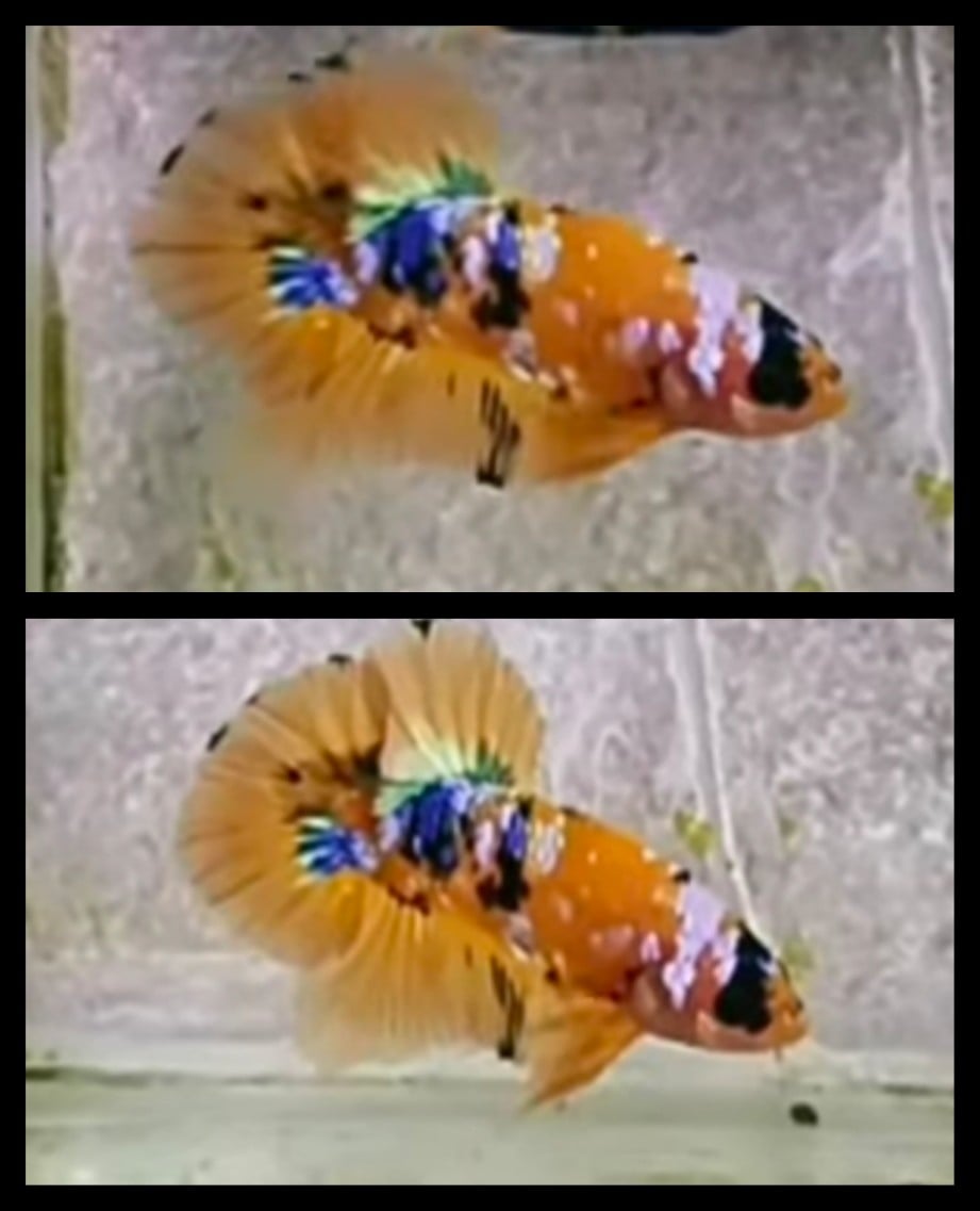 Galaxy Yellow Koi