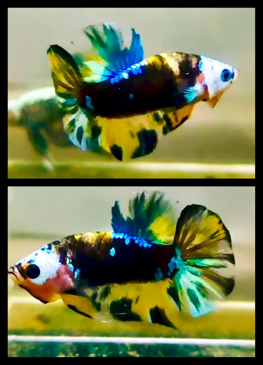 Yellow Koi White Masking