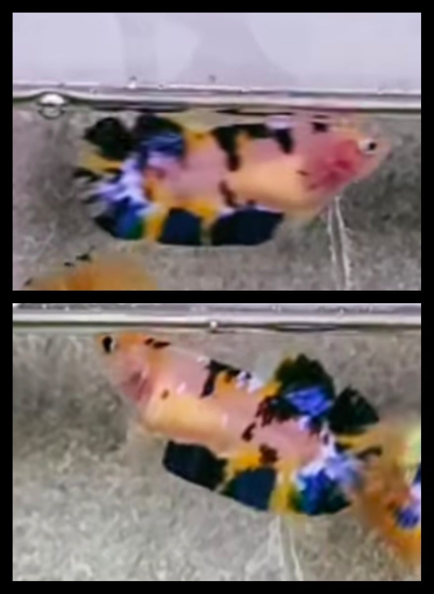 Female Black Yellow Koi