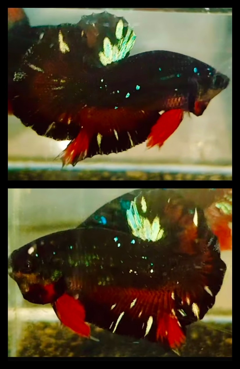 Red Chromatic
